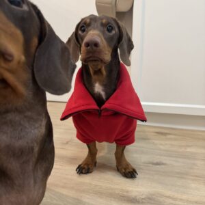Jumper with Zip - Červený - M krátky - Image 2